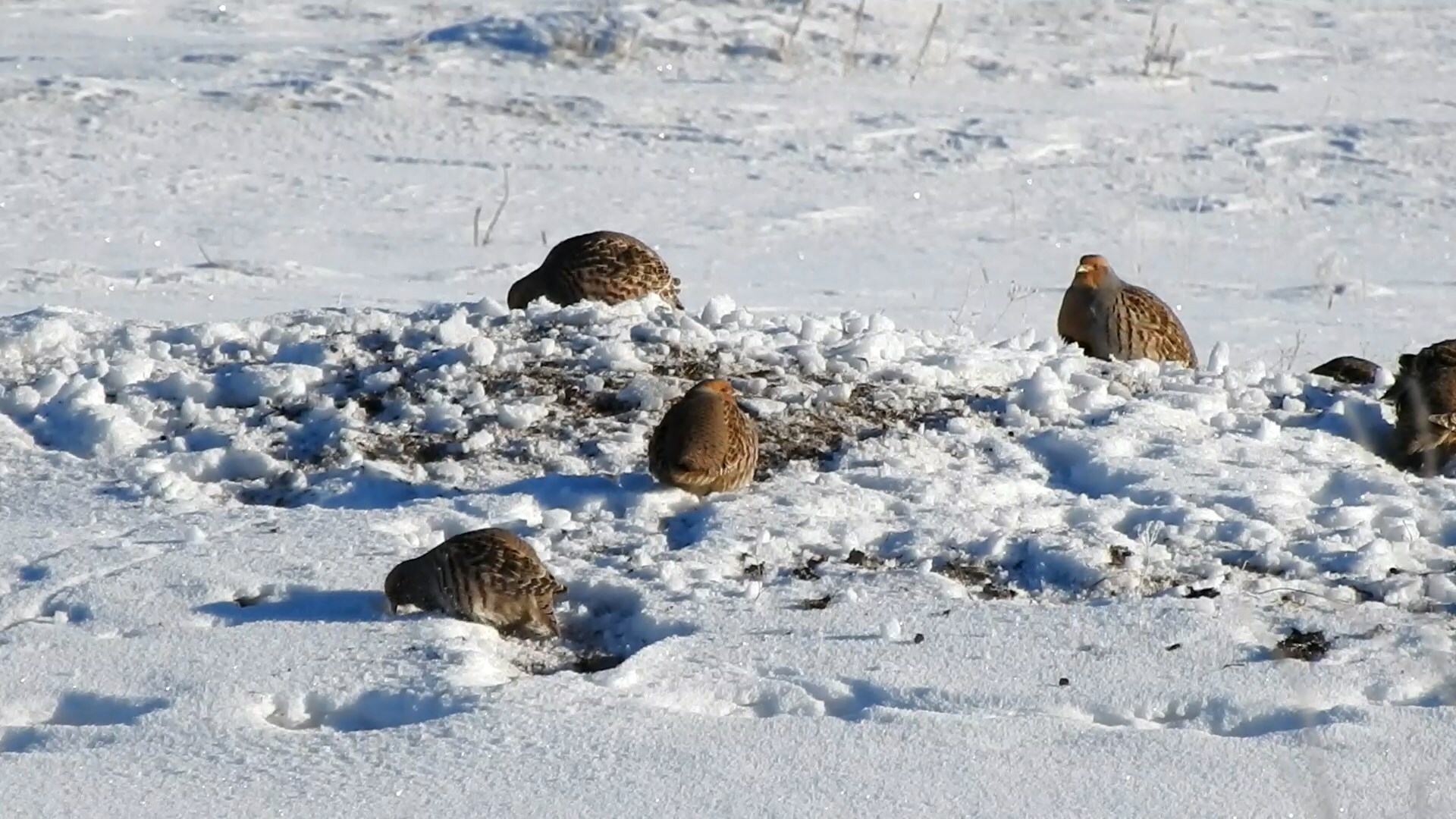 Daurian Partridge (Perdix dauurica), photo 10