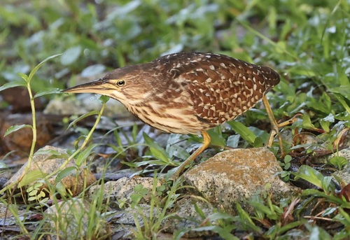 Von Schrenck’s Bittern