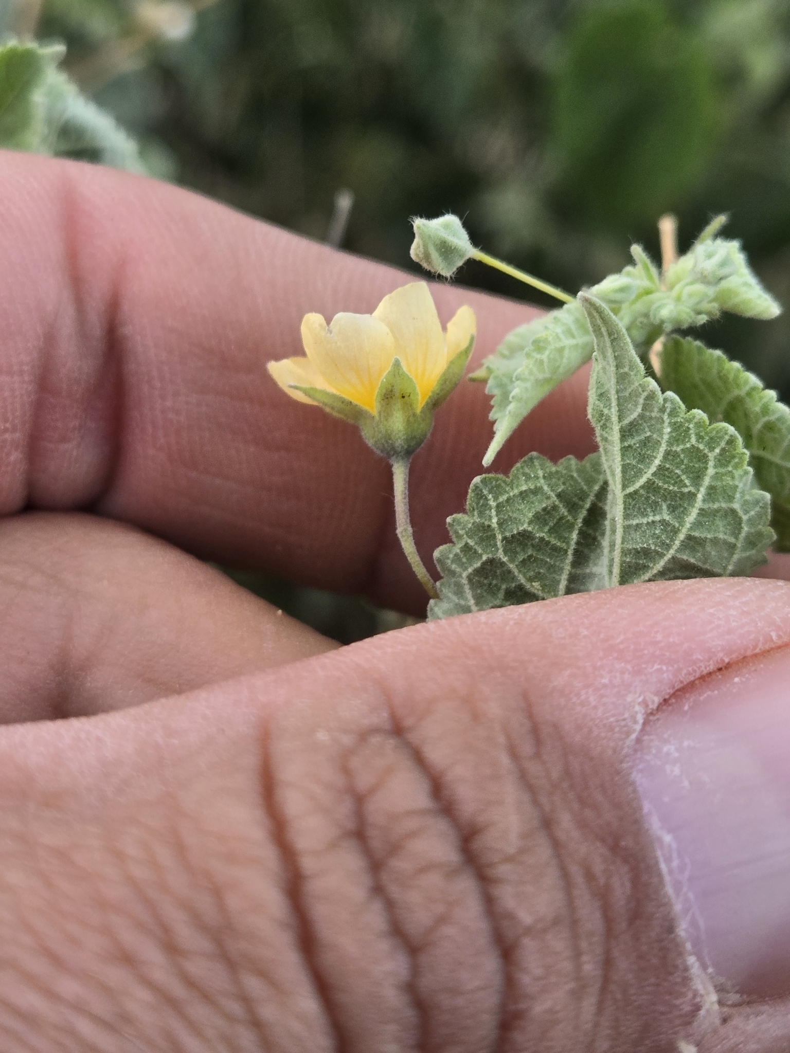 Imagem de Malva-branca