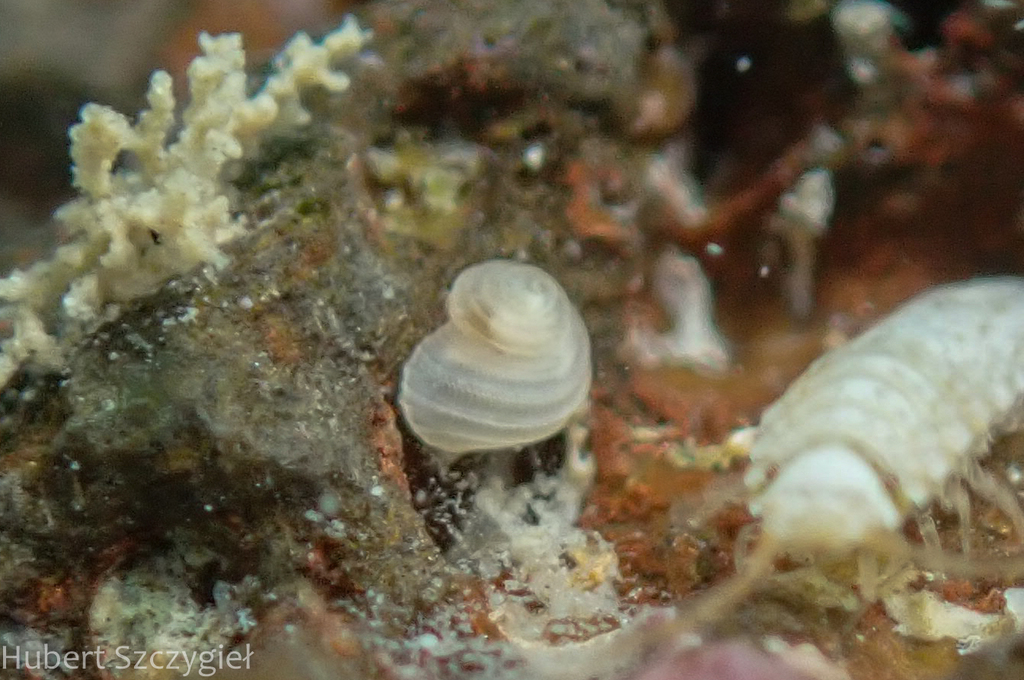 Lophocochlias
