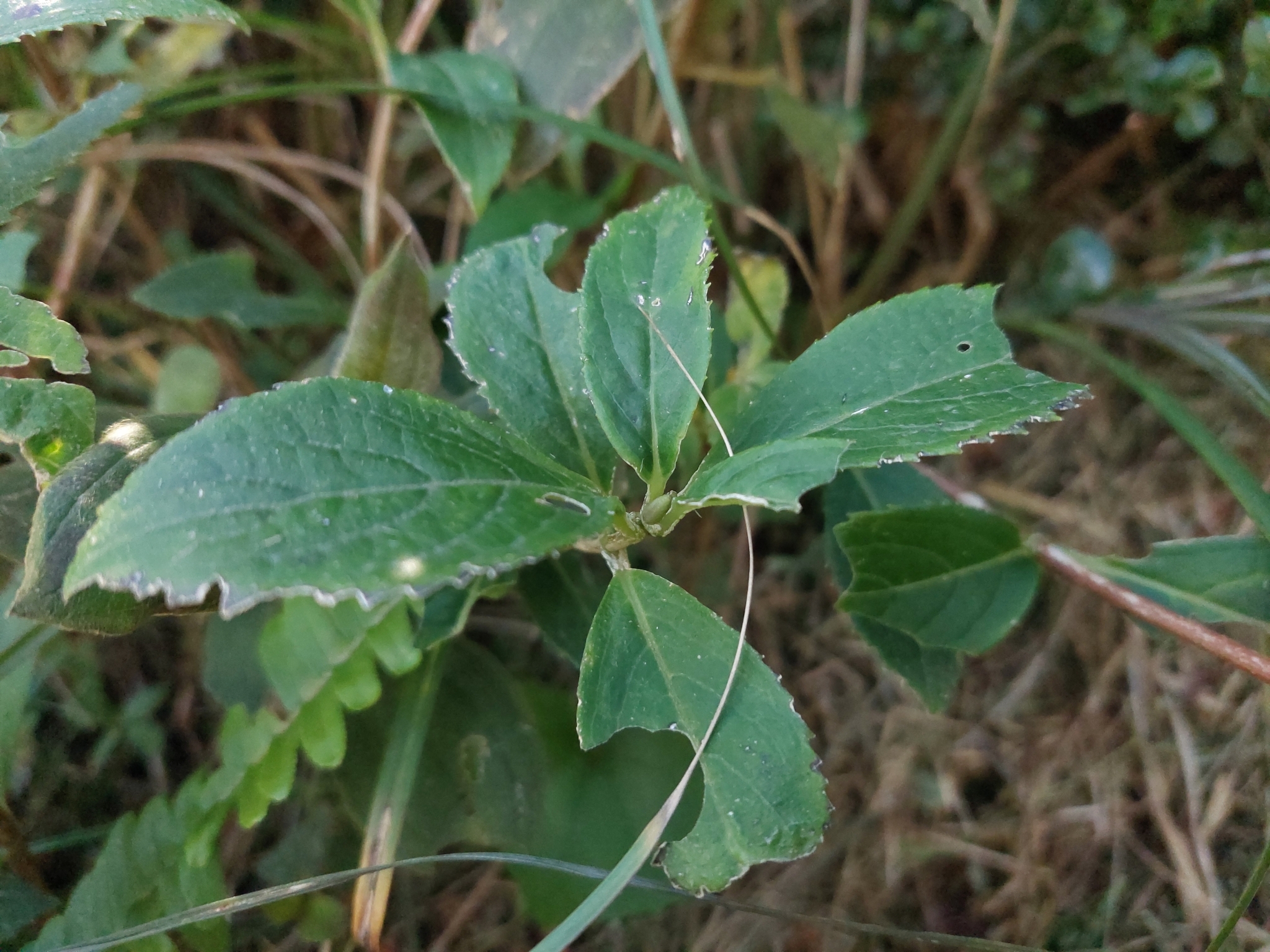 Imagem de Hortênsia