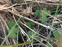 Geranium microphyllum