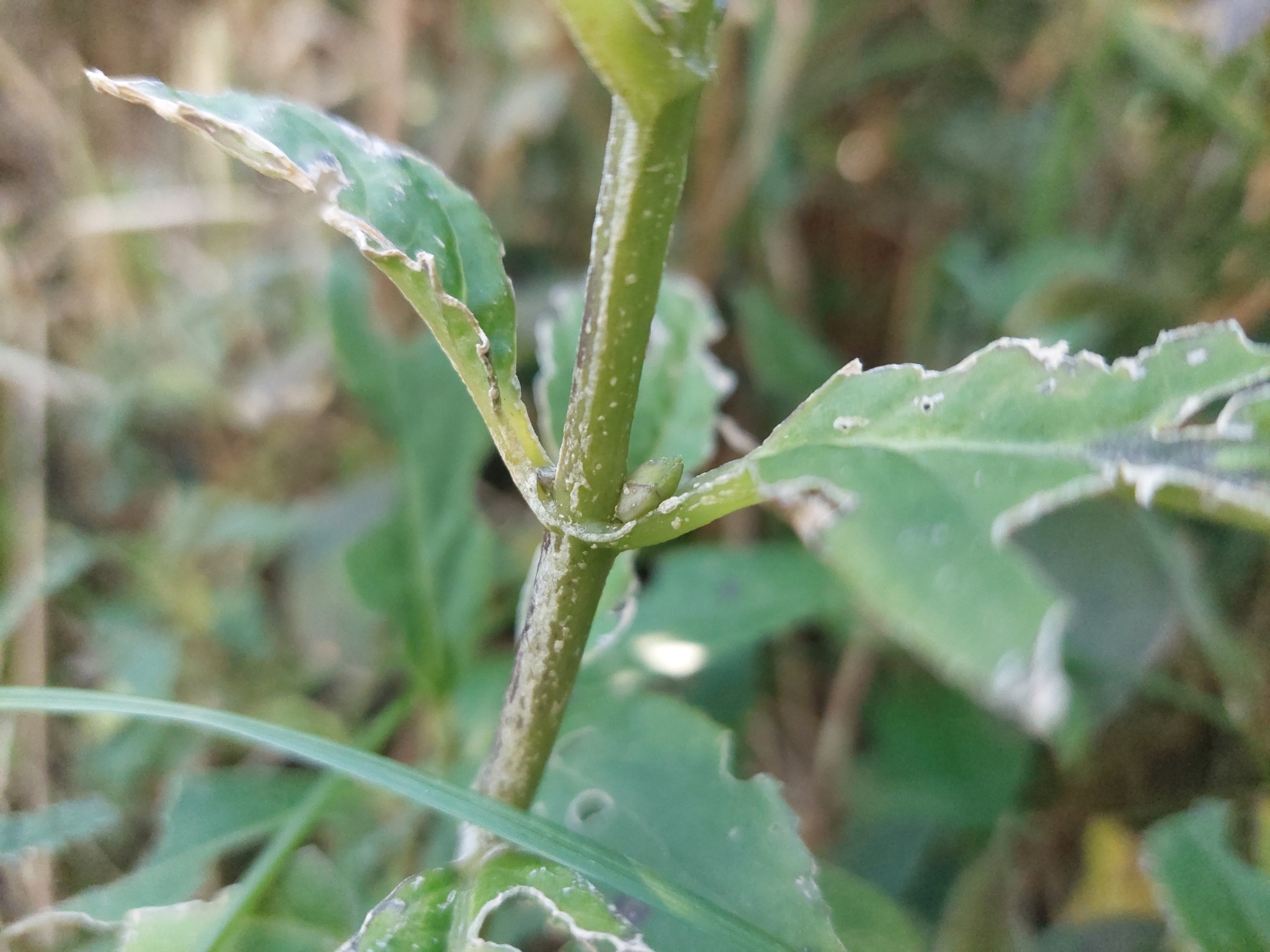 Imagem de Hortênsia
