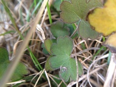 Geranium microphyllum