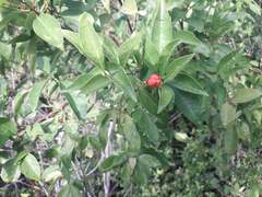 Malpighia glabra