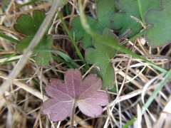 Geranium microphyllum