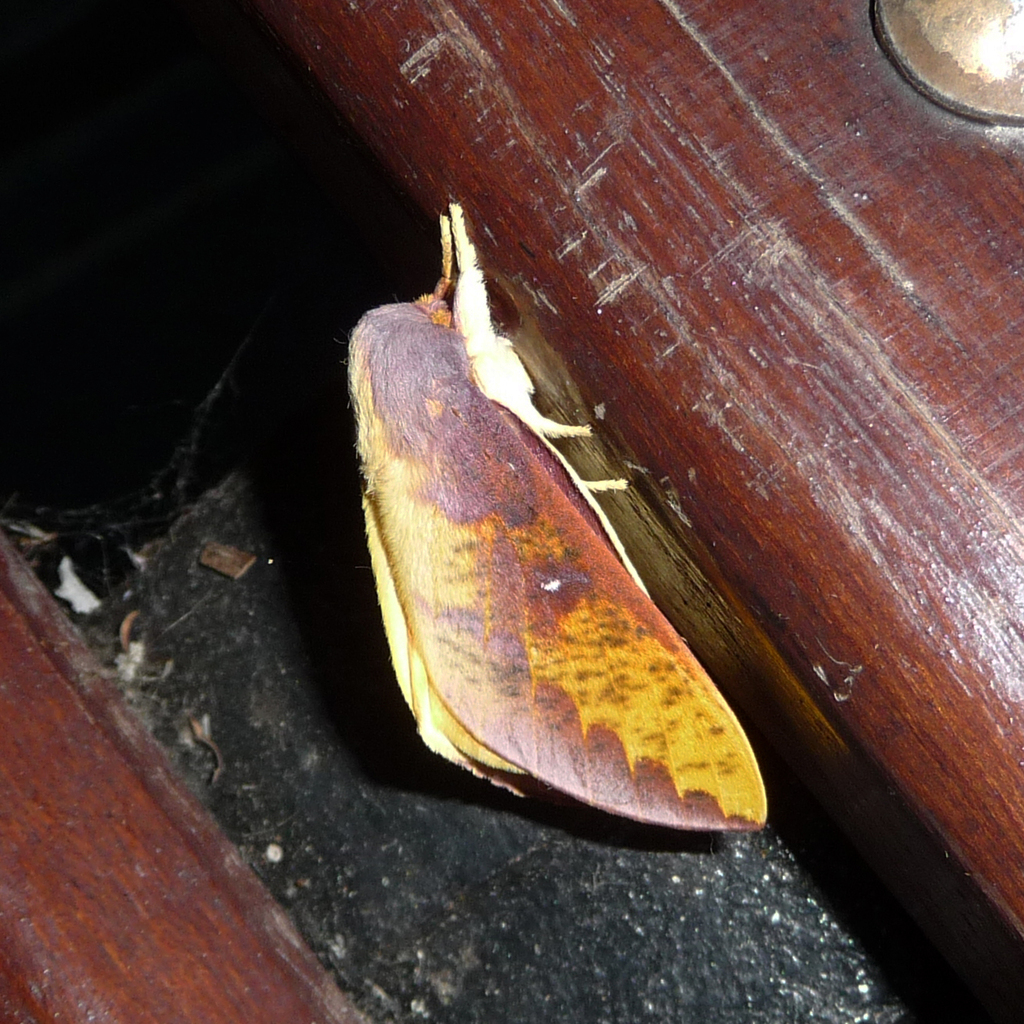 Cicia nettia