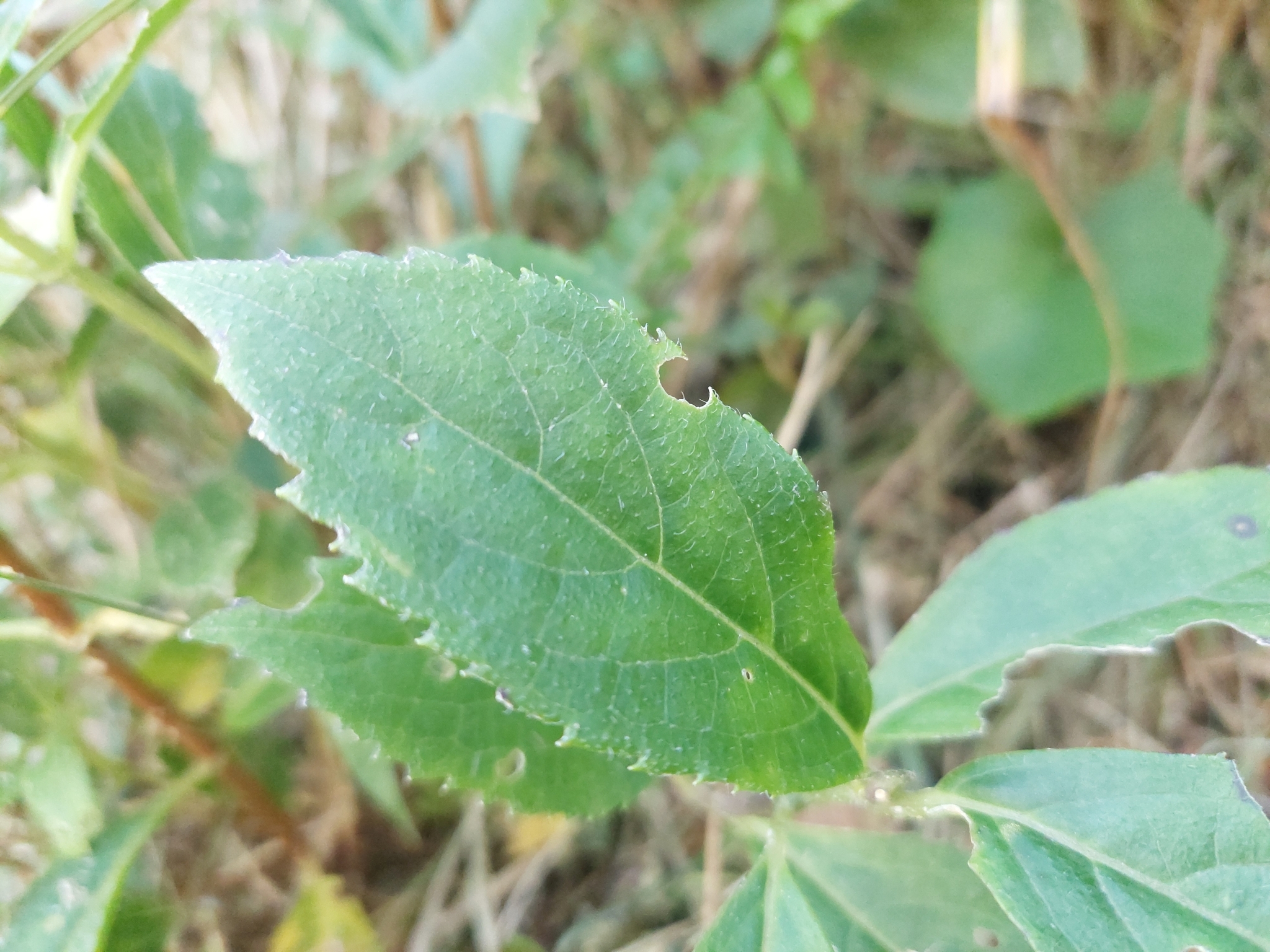Imagem de Hortênsia