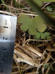 Geranium microphyllum