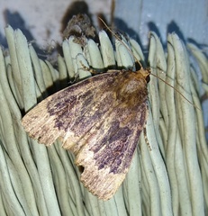 Amphipyra perflua