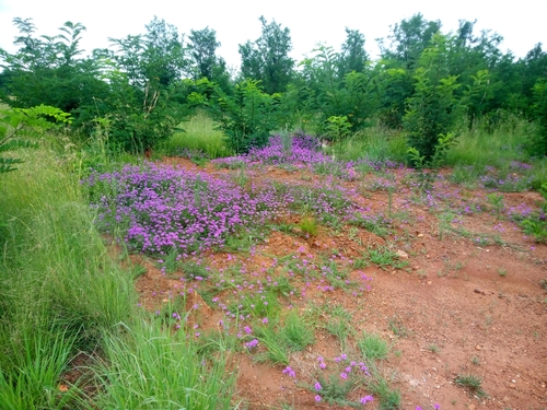 Foto de Verbena