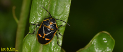 Eurydema gebleri