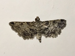 Sufetula