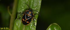 Eurydema gebleri
