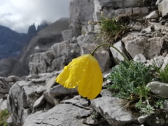Papaver alpinum