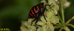 Graphosoma rubrolineatum