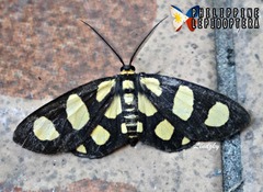 Pseudeuchromia