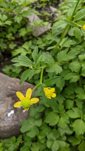 Image of Ranunculus cantoniensis by (c) 許文俊, some rights reserved (CC BY-SA)