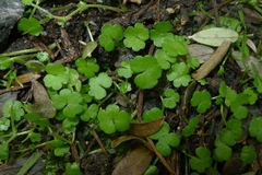 Hydrocotyle heteromeria