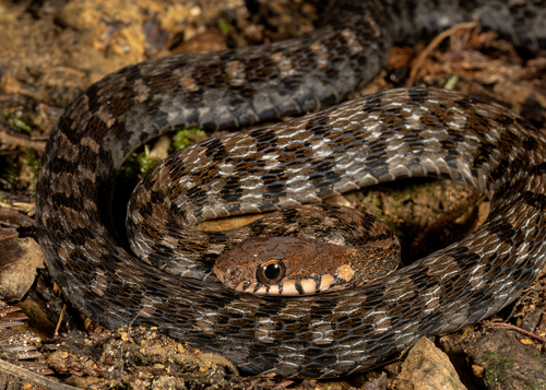 Sarawak Keelback