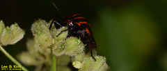 Graphosoma rubrolineatum