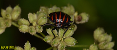 Graphosoma rubrolineatum