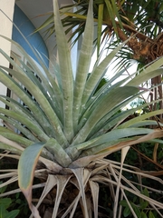 Bromeliaceae