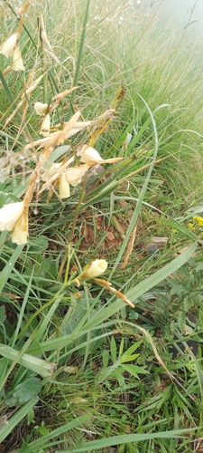 Dierama luteoalbidum