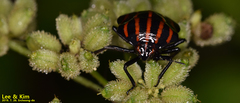 Graphosoma rubrolineatum
