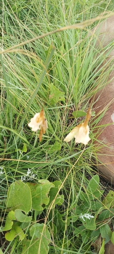 Dierama luteoalbidum, photograph 2