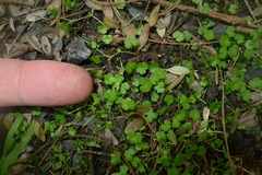 Hydrocotyle heteromeria