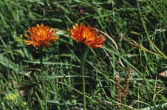 Crepis aurea