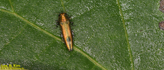 Agrilus chujoi