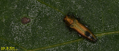 Agrilus chujoi