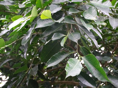 Foto de Gameleira-branca