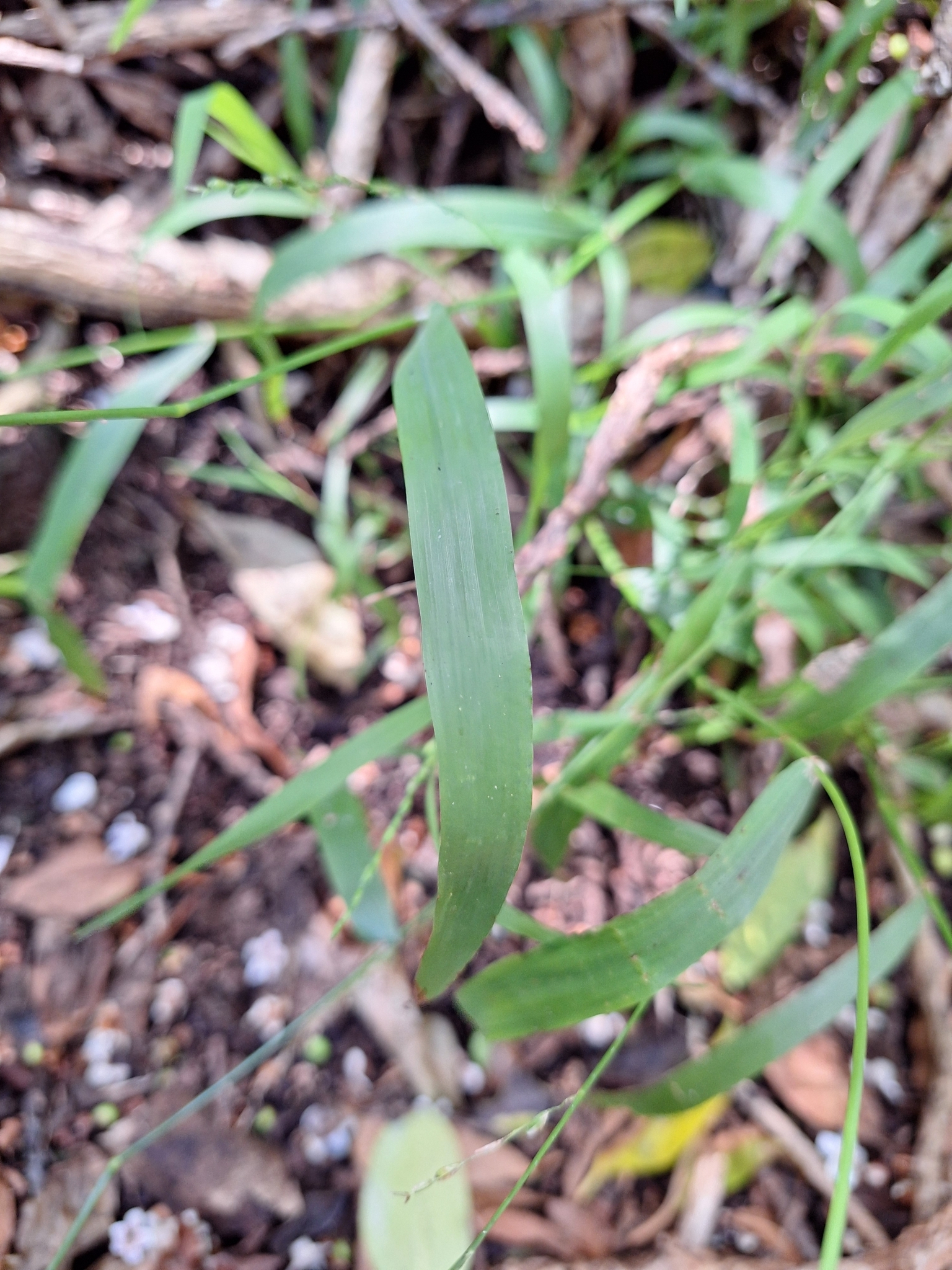 Imagem de Capim-dos-jardins