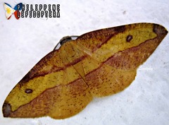Hypochrosis hyadaria