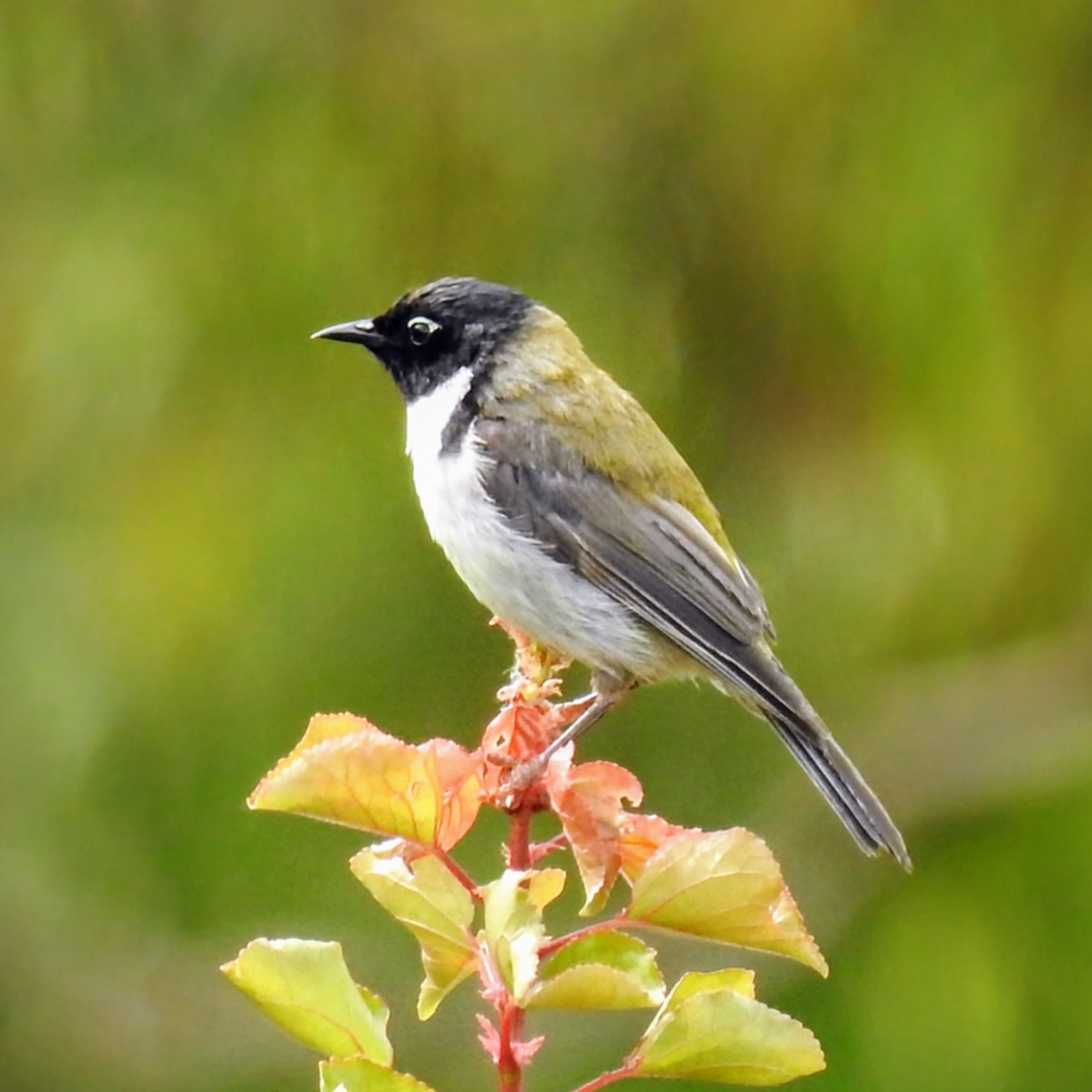 Black-headed Honeyeater (Melithreptus affinis), photo 6