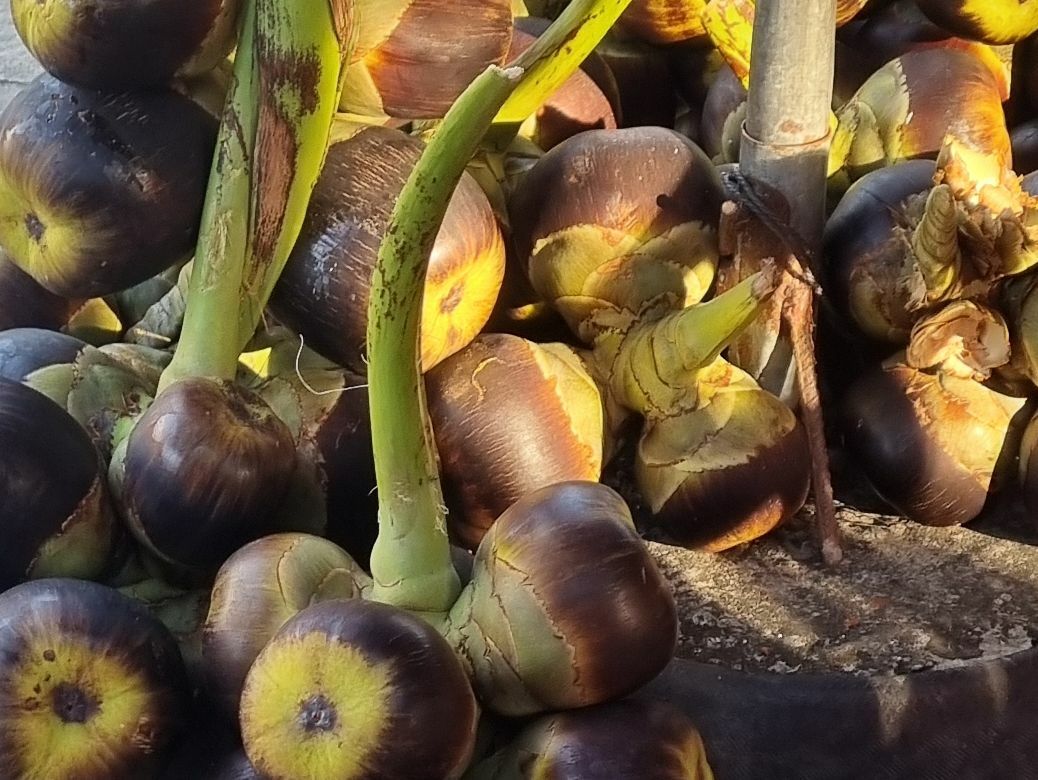 Thốt nốt (Borassus flabellifer)