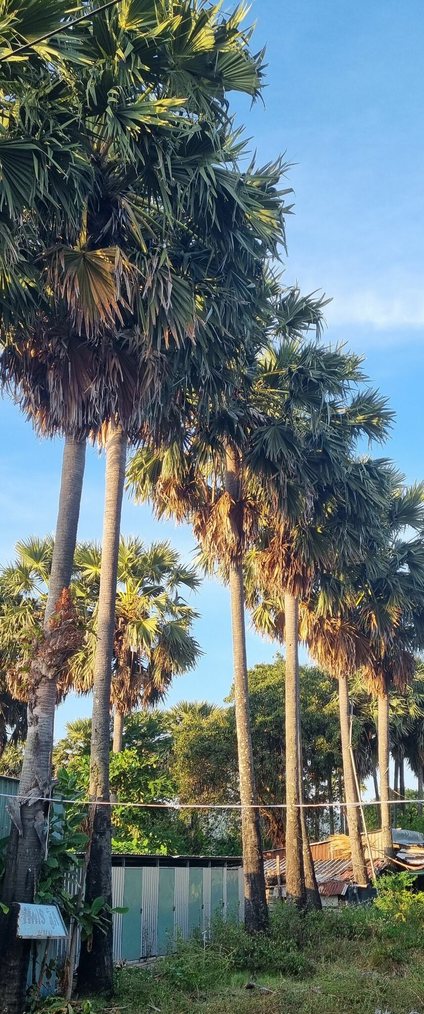 Thốt nốt — ảnh 2