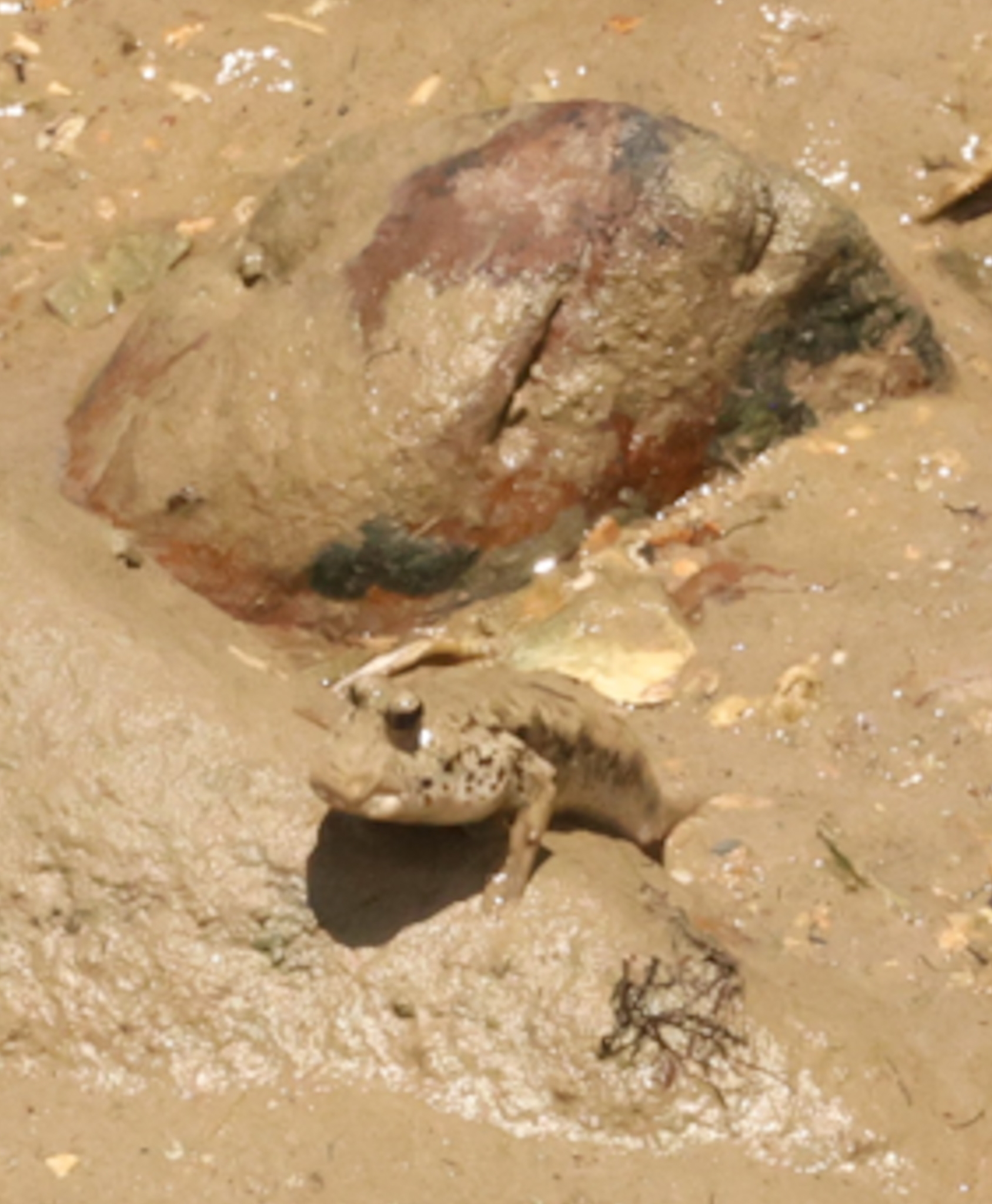 Weber's Mudskipper photo 2