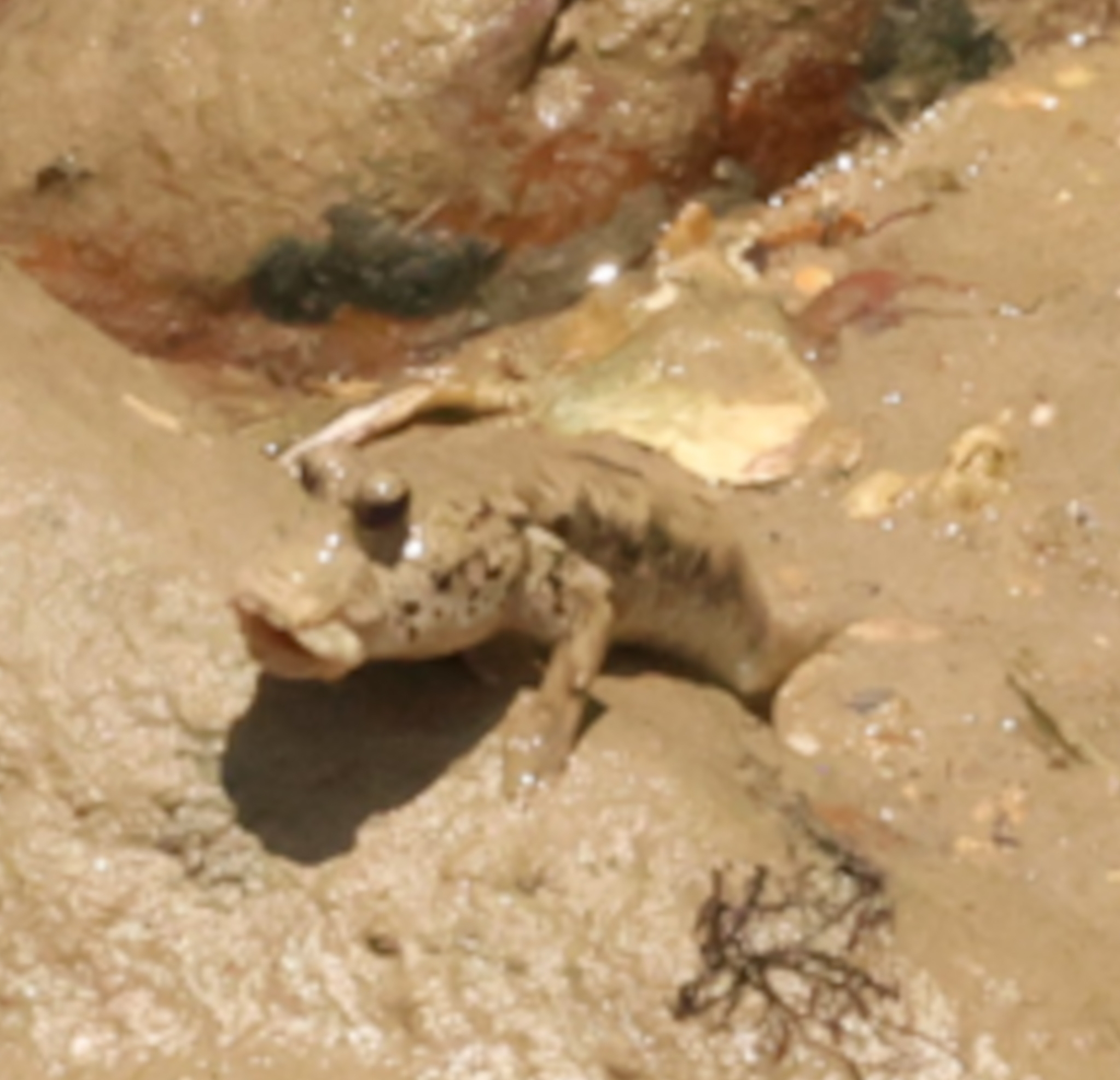 Weber's Mudskipper photo 3