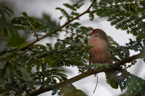 Common Waxbill