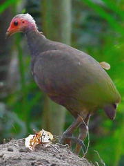 Nicobar Scrubfowl photo 1