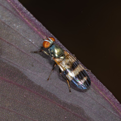 Chaetopsis massyla