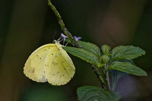 Common Grass Yellow