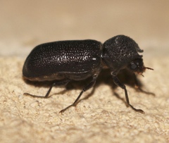 Apatides fortis