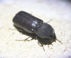 Apatides fortis