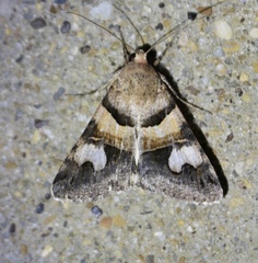 Drasteria pallescens