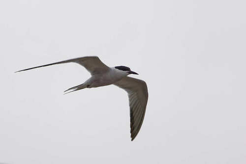 Common Tern